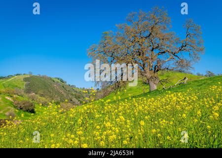 Senfblüte vom Mount Diablo State Park Stockfoto