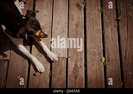 Brauner Haushund, der auf Holzboden liegt. Blick von oben Stockfoto
