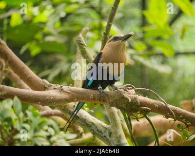 Blaubauchiger Rollvögel (Coracias cyanogaster), der auf einem Ast eines Baumes sitzt Stockfoto