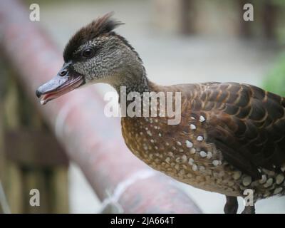 Süße Ente, die im Park herumstreift Stockfoto