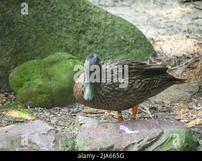 Süße Ente, die im Park herumstreift Stockfoto