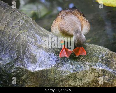 Süße Ente, die im Park herumstreift Stockfoto