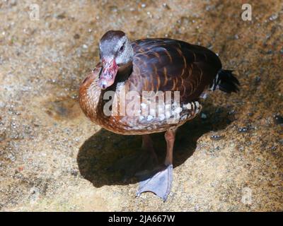 Süße Ente, die im Park herumstreift Stockfoto