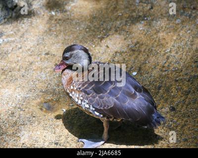 Süße Ente, die im Park herumstreift Stockfoto