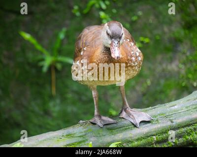 Süße Ente, die im Park herumstreift Stockfoto