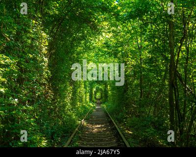 Malerische Eisenbahn im Sommerwald. Tunnel der Liebe in Kleva, Ukraine Stockfoto