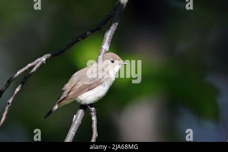 Rotreiher Fliegenfänger, Ficedula parva Nahaufnahme auf Zweig Stockfoto