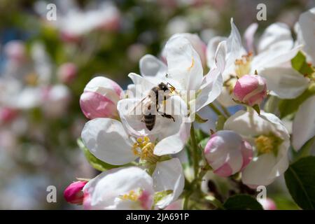 Eine Biene, die auf einer Blume thront, sammelt Pollen. Stockfoto