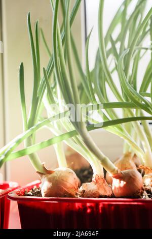 Garten auf Fensterbank. Gesunder Lebensstil, Hausgarten-Konzept. Alternative Verwendung von Kunststoff. Grüne Zwiebeln wachsen in Kunststoffbehälter auf Fensterbank. Stockfoto