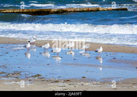 Viele weiße Möwen am Sandstrand der Küste an einem sonnigen Tag. Größere hohe Wellen Rollen auf dem Sand des Ufers. Wellen schlagen auf einem alten Betonbrecher. Starker Wind, stürmisches Wetter, Sturm Stockfoto