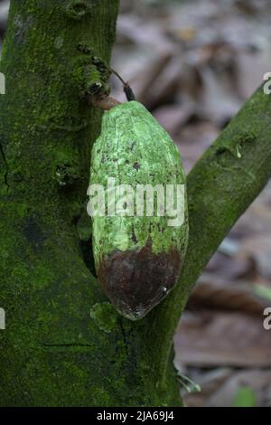 Theobroma cacao wird wegen seiner essbaren Samen auch als Kokoagrown bezeichnet, dessen wissenschaftlicher Name „Nahrung der Götter“ bedeutet. Stockfoto