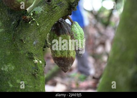 Theobroma cacao wird wegen seiner essbaren Samen auch als Kokoagrown bezeichnet, dessen wissenschaftlicher Name „Nahrung der Götter“ bedeutet. Stockfoto