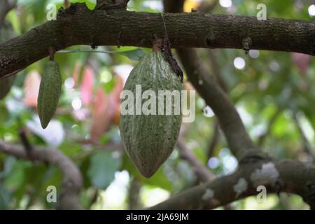 Theobroma cacao wird wegen seiner essbaren Samen auch als Kokoagrown bezeichnet, dessen wissenschaftlicher Name „Nahrung der Götter“ bedeutet. Stockfoto