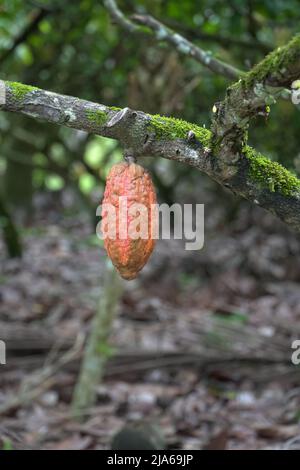 Theobroma cacao wird wegen seiner essbaren Samen auch als Kokoagrown bezeichnet, dessen wissenschaftlicher Name „Nahrung der Götter“ bedeutet. Stockfoto