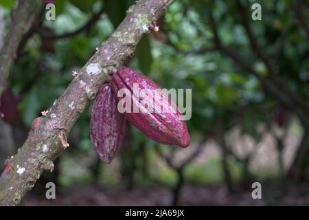 Theobroma cacao wird wegen seiner essbaren Samen auch als Kokoagrown bezeichnet, dessen wissenschaftlicher Name „Nahrung der Götter“ bedeutet. Stockfoto