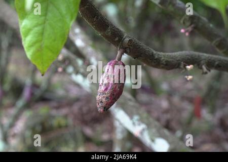 Theobroma cacao wird wegen seiner essbaren Samen auch als Kokoagrown bezeichnet, dessen wissenschaftlicher Name „Nahrung der Götter“ bedeutet. Stockfoto