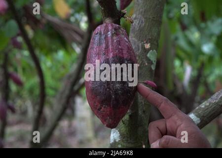 Theobroma cacao wird wegen seiner essbaren Samen auch als Kokoagrown bezeichnet, dessen wissenschaftlicher Name „Nahrung der Götter“ bedeutet. Stockfoto