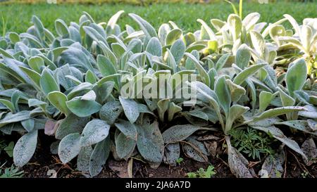 Schöne landcover Pflanze Stachys byzantina auch als Lämmer Ohr bekannt, Woolly hedgenettle etc. Natürliche grüne Hintergrund. Stockfoto