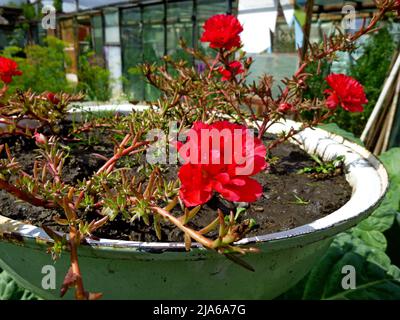 An einem sonnigen Sommertag blühen purslane, rot-weiße Blüten im Garten. Portulaca oleracea, gewöhnliches Purslane, kleines Schwalbenkraut, Pursley Stockfoto