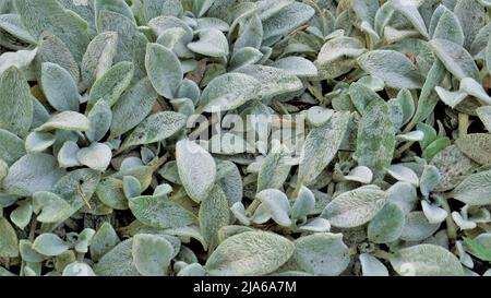 Schöne landcover Pflanze Stachys byzantina auch als Lämmer Ohr bekannt, Woolly hedgenettle etc. Natürliche grüne Hintergrund. Stockfoto