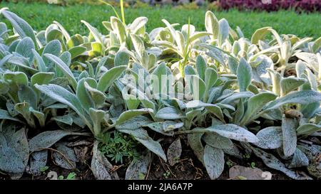 Schöne landcover Pflanze Stachys byzantina auch als Lämmer Ohr bekannt, Woolly hedgenettle etc. Natürliche grüne Hintergrund. Stockfoto