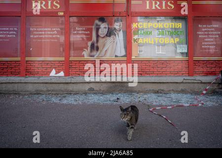 24. Mai 2022, Bakhmut, Dontesk Oblast, Ukraine: Eine Katze läuft vor einem zerbrochenen Glasfenster aus einem Geschäft in Bakhmut, Donbas. Da Bakhmut als Schlüsselstadt der ukrainischen Streitkräfte bei der Verteidigung der Donezker Region steht, wird die Stadt von russischen Truppen angegriffen. Die russische Invasion der Ukraine begann am 24. Februar, dem Krieg, der zahlreiche Zivilisten und Soldaten getötet hat. (Bild: © Alex Chan Tsz Yuk/SOPA Images via ZUMA Press Wire) Stockfoto