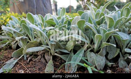 Schöne landcover Pflanze Stachys byzantina auch als Lämmer Ohr bekannt, Woolly hedgenettle etc. Natürliche grüne Hintergrund. Stockfoto