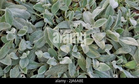 Schöne landcover Pflanze Stachys byzantina auch als Lämmer Ohr bekannt, Woolly hedgenettle etc. Natürliche grüne Hintergrund. Stockfoto