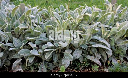 Schöne landcover Pflanze Stachys byzantina auch als Lämmer Ohr bekannt, Woolly hedgenettle etc. Natürliche grüne Hintergrund. Stockfoto