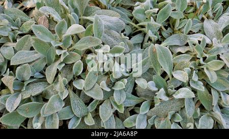 Schöne landcover Pflanze Stachys byzantina auch als Lämmer Ohr bekannt, Woolly hedgenettle etc. Natürliche grüne Hintergrund. Stockfoto