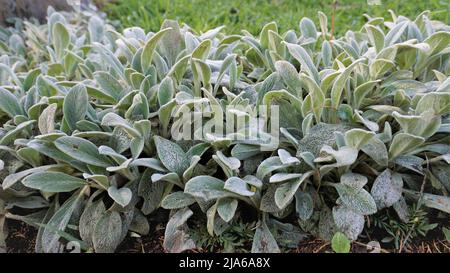 Schöne landcover Pflanze Stachys byzantina auch als Lämmer Ohr bekannt, Woolly hedgenettle etc. Natürliche grüne Hintergrund. Stockfoto