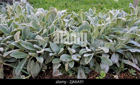 Schöne landcover Pflanze Stachys byzantina auch als Lämmer Ohr bekannt, Woolly hedgenettle etc. Natürliche grüne Hintergrund. Stockfoto