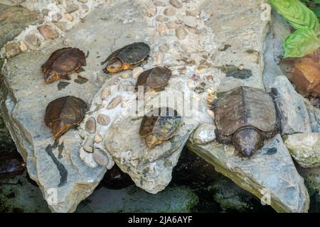 Eine Familie von 5 Big Headed Turtles, die auf einem Felsen in Thailand ruht Stockfoto