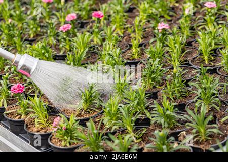 Bewässerung Frühling Blume Pflanze in Glas Gewächshaus Stockfoto