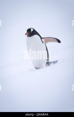 Gentoo Pinguin geht den Hügel hinunter und hebt den Flipper Stockfoto