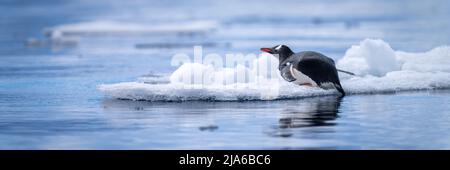 Panorama des auf Eis liegenden Gentoo-Pinguins Stockfoto