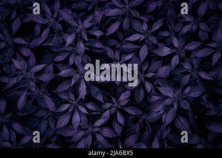 Tropische Blätter, abstrakte dunkle Lilac- oder violette Farbfläche, natürlicher Hintergrund. Stockfoto