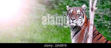 Banner Sumatran Tiger im Dschungel tagsüber vor grünem Hintergrund. Stockfoto