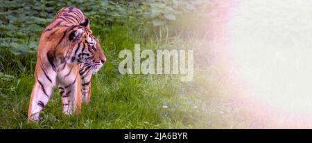 Banner Sumatran Tiger im Dschungel tagsüber vor grünem Hintergrund. Stockfoto