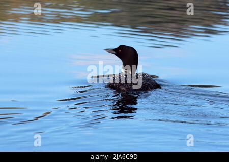 Great Northern diunter Schwimmen im See, Jagd nach Fischen. Stockfoto