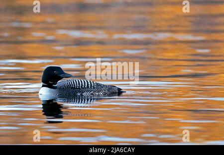 Common Loon schwimmt auf dem Sonnenuntergang am See, mit spektakulärem Licht, das sich im ruhigen Wasser widerspiegelt. Stockfoto