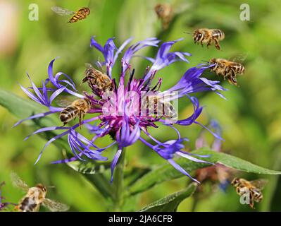 Honigbienen fliegen um eine purpurne Kornblumenblüte in den Bergen, Centaurea montana, und sammeln Pollen aus nächster Nähe Stockfoto