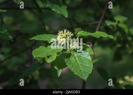 Weiße Blüten des Tataren-Ahorns (lateinischer Name: Acer tataricum) im Miljakovac-Wald in Belgrad, Serbien Stockfoto