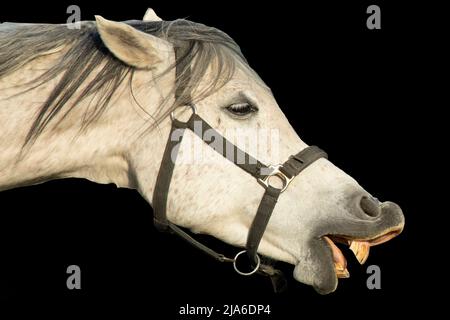 Weiße Pferdemuppe mit entblößter Zähne isoliert auf schwarzem Hintergrund Stockfoto