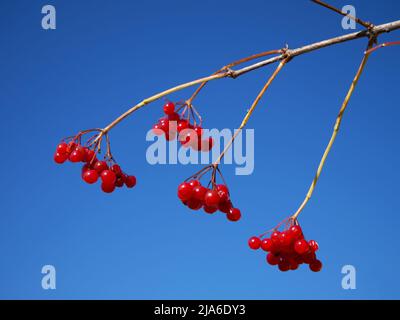 Ein Zweig mit reifen Viburnum-Beeren vor einem klaren Himmel. Ein Bund von Viburnum-Beeren. Rote Beeren auf blauem Hintergrund. Stockfoto