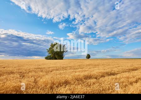 Gold Weizen flid Panorama mit Baum, ländliche Landschaft Stockfoto