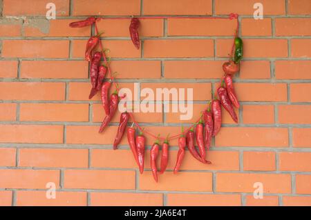 Ein Haufen roter Chilischoten aus biologischem Anbau hängt an der ukrainischen Hauswand und trocknet Stockfoto