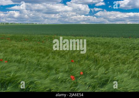 Sommerlandschaft mit unreifen Weizenfeldern und wildem Mohn in der Zentralukraine Stockfoto