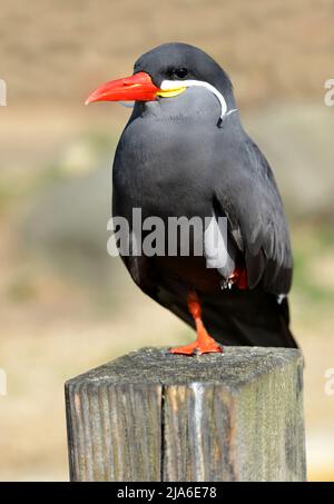 Die Inka-Terna (Larosterna Inca), ein Vogel, der an der Küste von Peru und Chile beheimatet ist. Stockfoto