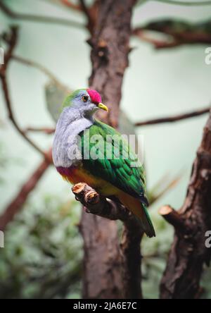 Rotbauchige Fruchttaube, Ptilinopus greyi, Vogel der Familie Columbidae, die in Neukaledonien beheimatet ist. Stockfoto